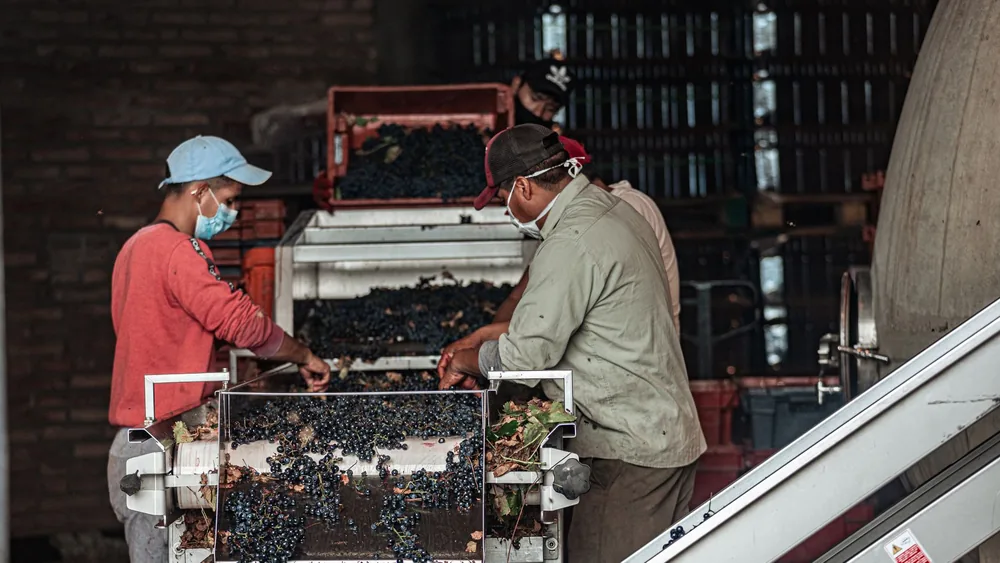 Workers sorting red grapes in a winery for wine production, using machinery for processing
