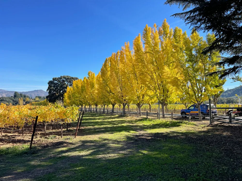 Yellow autumn trees in Napa Valley countryside with clear blue skies