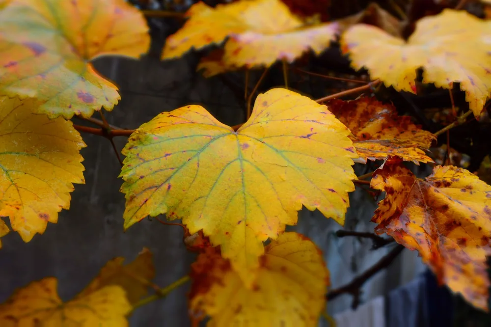 Yellow grapevine leaves in autumn, showcasing nature's beauty